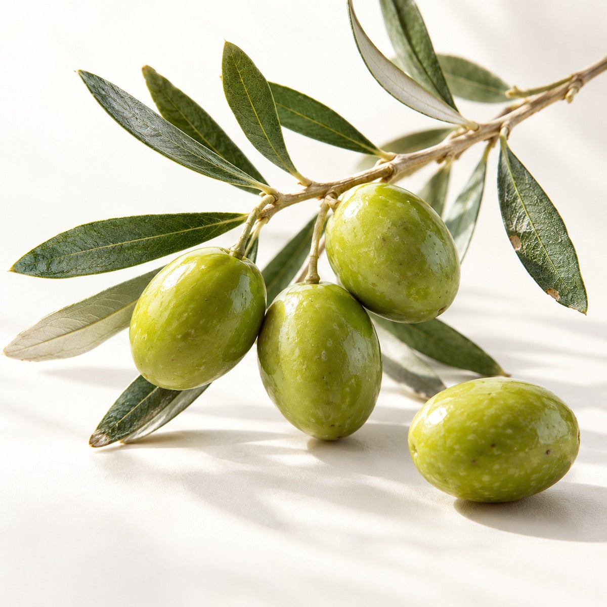 
Green olives and olive leaves, a botanical illustration for squalane